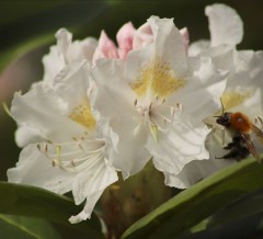 Rhododendron White